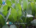 中国农资秀（2023-05-17）