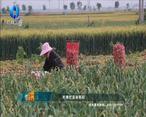 中国农资秀（2023-06-01）