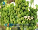 中国农资秀 (2023-08-07)