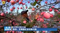 【在习近平新时代中国特色社会主义思想指引下】陕西：苹果映红乡村振兴路