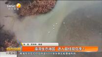 灞渭生态滩区 进入最佳观鸟季！
