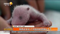 陕西出生仅1个鸡蛋重的熊猫长大了