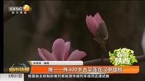 唯一一株400岁古旱莲在汉中盛放