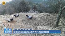 延安宝塔区首次拍摄到褐马鸡活动影像