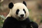 大熊猫“金喜”“茱萸”将于29日前往西班牙，开启旅居生活