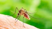 首次超两千 英国三地2023年输入性疟疾病例数大幅增加