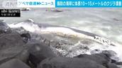 日本海岸漂浮大型鲸鱼尸体 长度达10至15米