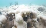全球珊瑚礁白化问题亟需关注（环球热点）