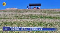 西安藍田：蕎麥嶺二季花開引人來