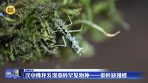 汉中佛坪发现秦岭罕见物种——秦岭缺翅螳