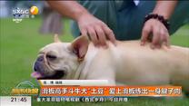 滑板高手斗牛犬