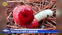 秦巴山区发现野生菌新物种