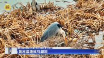 黄河湿地候鸟翩跹