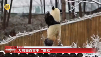 大熊猫春雪中“撒欢”