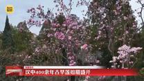 汉中400余年古旱莲如期盛开