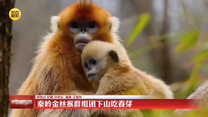 秦岭金丝猴群组团下山吃春芽