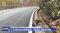 汉中佛坪成功救助国家二级保护动物毛冠鹿