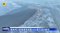 榆林河口湿地迎来首批2000多只北归候鸟