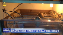 【三秦纵览】陕西汉中朱鹮国家级自然保护区今年首批人工繁育朱鹮陆续破壳