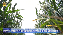 夏糧進入產量形成關鍵期 各地多管齊下保障農田灌溉需求