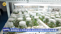 陜西師范大學科研團隊成功培育瀕危中藥材山慈菇
