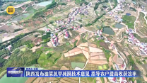 陜西發布油菜抗旱減損技術意見 指導農戶提高收獲效率