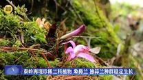 秦嶺再現珍稀蘭科植物 象鼻蘭 獨蒜蘭種群穩定生長