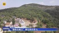 【文化中国行】“秦岭古柏王”和它的守护人