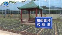农村大市场 (2025-05-17)