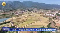 “三夏”开启 陕南三市217.5万亩油菜收割超八成