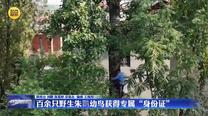 百余只野生朱鹮幼鸟获得专属 “身份证”