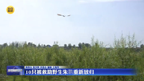10只被救助野生朱鹮重新放归