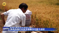 陕西各地打好抗旱保粮夺丰收主动仗