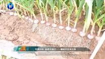 中国农资秀 (2025-05-28)