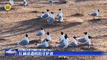 【记者走基层】红碱淖遗鸥的守护者