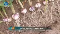中国农资秀 (2025-05-31)