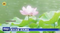 【大美陕西新画卷】夏木含雨 清风拂枝