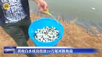 渭南白水成功投放20万尾河豚鱼苗