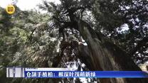 【文化中国行】仓颉手植柏：根深叶茂萌新绿