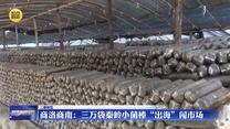 【三秦纵览】商洛商南：三万袋秦岭小菌棒“出海”闯市场