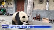 野生大熊猫现身佛坪农家门口