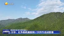 汉中：红外相机捕捉到17只羚牛活动影像