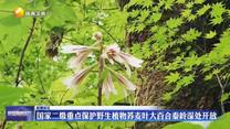 国家二级重点保护野生植物荞麦叶大百合秦岭深处开放