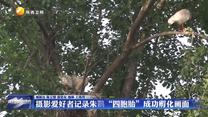 摄影爱好者记录朱鹮“四胞胎”成功孵化画面