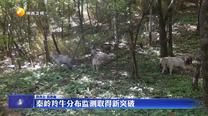 秦嶺羚牛分布監測取得新突破