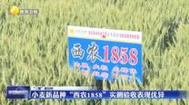 【“三夏”進行時】小麥新品種“西農1858”實測驗收表現優異