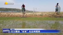百萬蟹苗“安家”無定河稻田