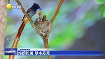 【大美陜西新畫卷】綠蔭如畫 草木芬芳