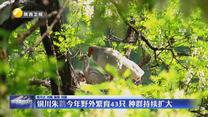 铜川朱鹮今年野外繁育43只 种群持续扩大
