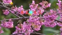百家碎戏(2025-06-26)
